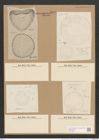 Campylodiscus hibernicus Ehr. (de-Toni-Nr.: Genus 57, Species 2504) Zeichnungen Sammlung Grunow Nr. 5007 (NHMW-BOT-W0373256)